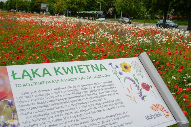 Łąki kwietne w Białymstoku 2025