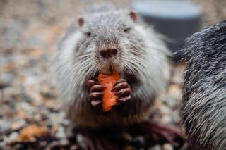Zaadoptuj nutrię. Już teraz możesz stać się wirtualnym rodzicem uratowanego przez rzezią gryzonia z Rybnika