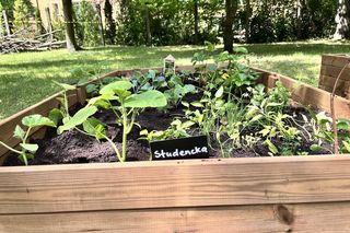 Grządka studencka