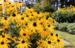 Rudbekia