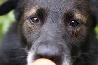 Sylwek czeka na nowy dom. Adoptuj psa ze schroniska w Białymstoku