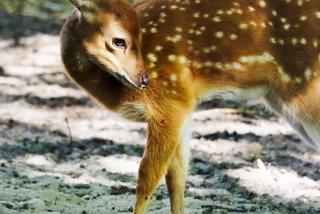 Jelonki Sika z warszawskiego ZOO