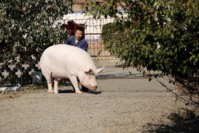 Chrumdzilla! Chińczycy stworzyli świnię giganta 