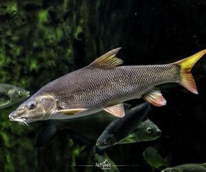 Ośrodek Edukacji Przyrodniczej w Umianowicach 