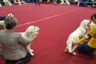 Międzynarodowa Wystawa Psów Rasowych w Bydgoszczy