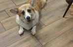 Pierwsza w Polsce kawiarnia z psami Corgi
