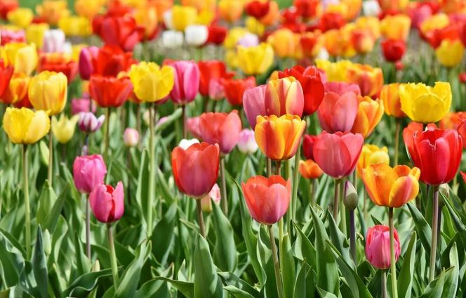 Co oznacza tulipan?
