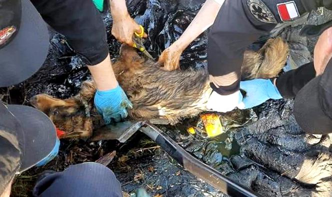 Fart wtopił się w asfalt