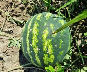 Niedoskonałe arbuzy trafiły na Ryneczek Lidla. Sklep walczy z marnowaniem żywności