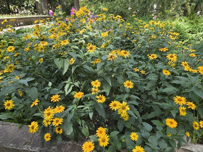 Letni spacer w zielonym sercu Bydgoszczy. Ogród Botaniczny UKW zaprasza!