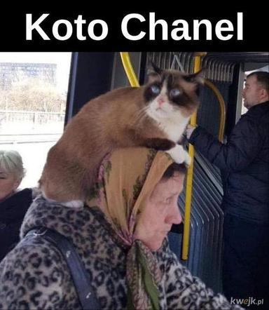 Dzień Kota 2020