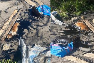 Psy uwięzione w smole. Dramatyczna akcja ratowania ofiar „ludzkiej głupoty”