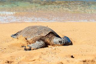 Rytualny mord na żółwiach morskich w Japonii? Kilkadziesiąt osobników znaleziono martwych