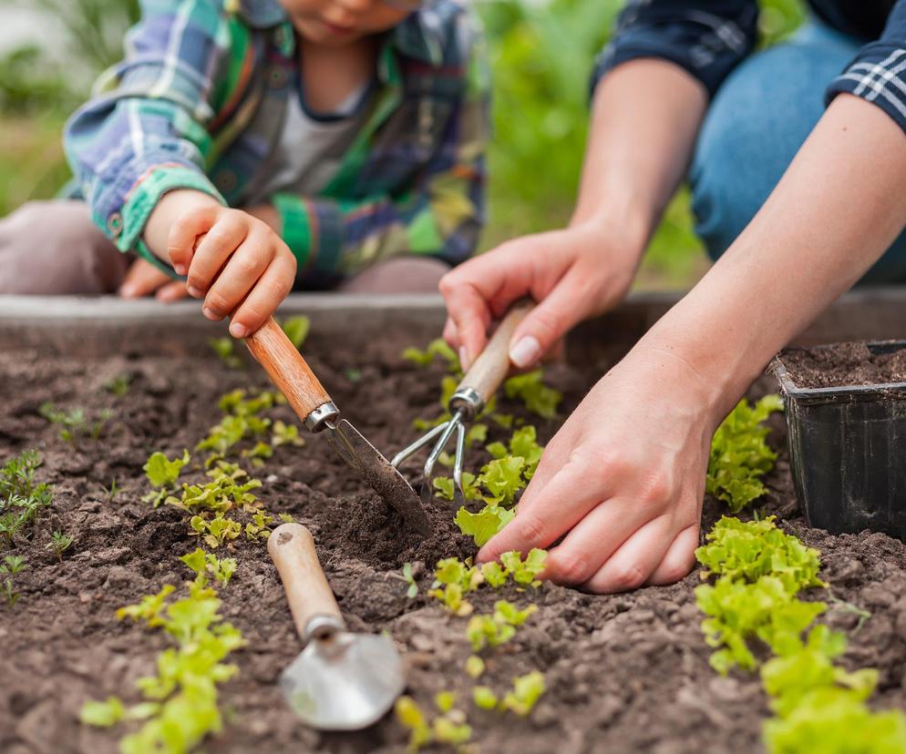 Dobra wiadomość dla działkowiczów. Ten nawyk wspiera mózg na starość