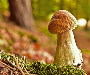Najlepsze miejsca na zbiory grzybów Śląskiem