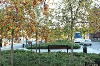 Okolice skwery Ireny Sendlerowej - 17 zgłoszeń