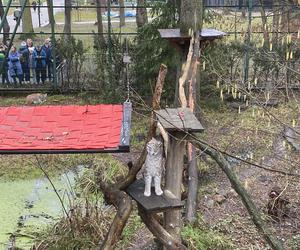 Dzień kota w łódzkim zoo. To doskonała okazja na obserwowanie nowego osobnika