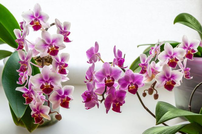 Phalaenopsis