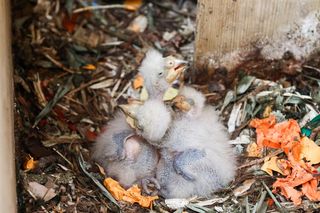 To jedyny taki ptak na świecie! Właśnie wykluł się w ZOO w Warszawie