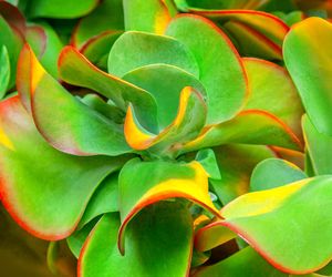 Kalanchoe wiechowate