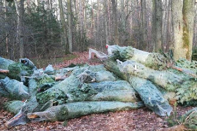 Choinki wyrzucone do lasu pod Warszawą! Co stanie się z drzewkami? 