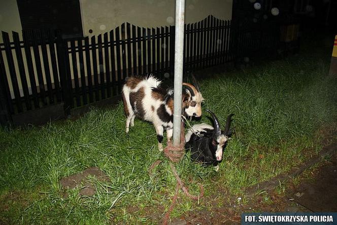 Groźna kolizja w Suchedniowie, a w aucie … dwie kozy