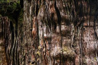 Najstarsze drzewo świata