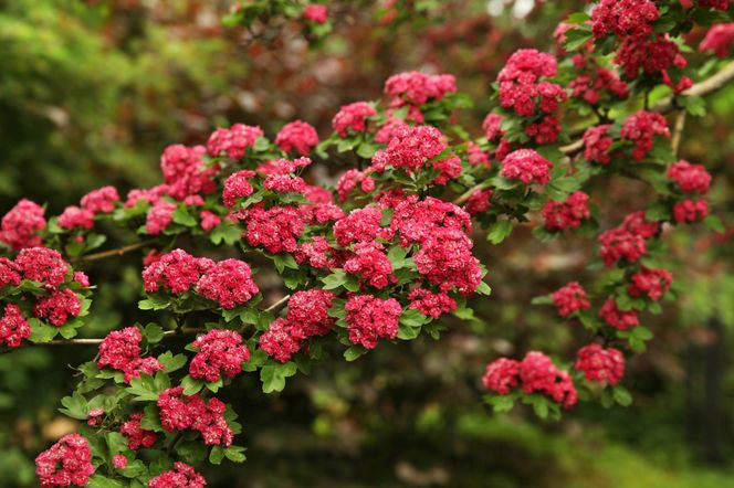 Głóg pośredni 'Paul's Scarlet'
