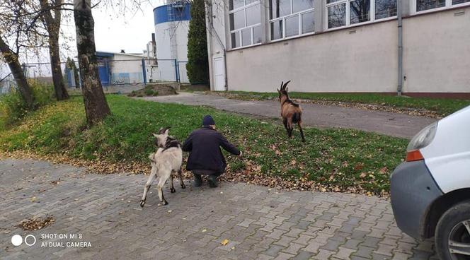 SZOK! Kozy błąkały się po Kaliszu. Jak się tu znalazły? [ZDJĘCIA]