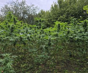Prawie 40 kilogramów narkotyków i dwie duże plantacje. Dwaj zatrzymani w Starachowicach i gminie Brody