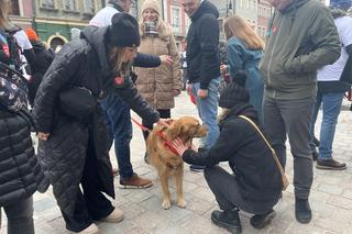 Golden Retriever WOŚP 2024 w Poznaniu. Psiaki też zbierają na dzieciaki. Kwesta na WOŚP i pokazy Golden Retrieverów 