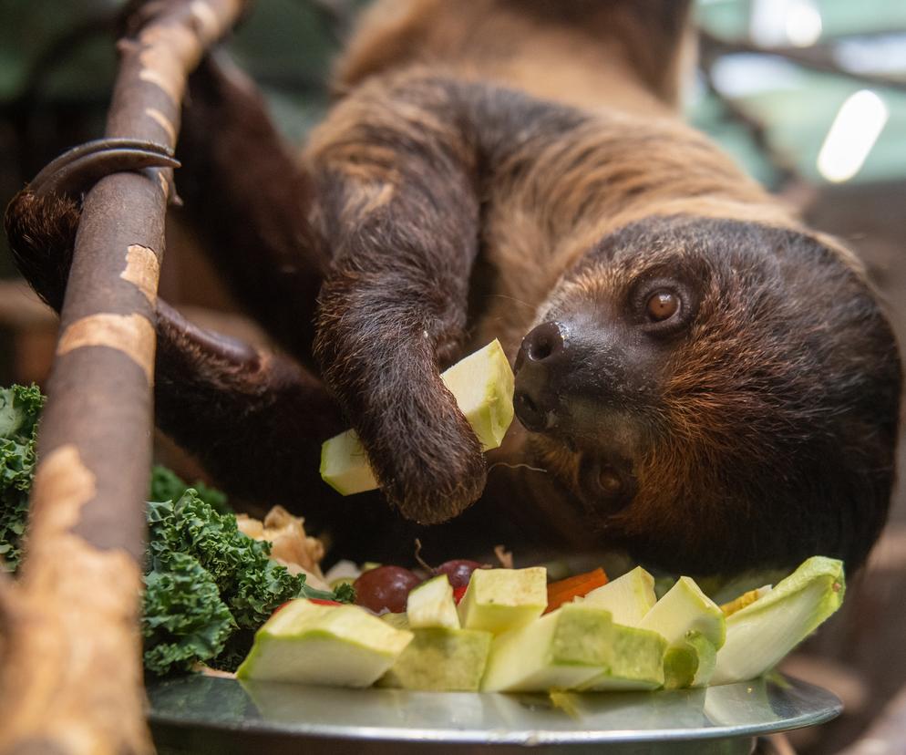 Pokazowe karmienia w Orientarium Zoo Łódź