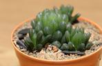Haworthia cooperi