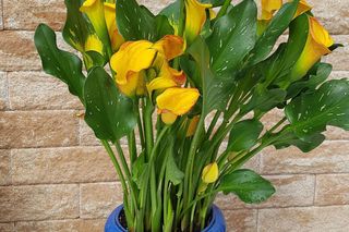 Cantedeskia - Zantedeschia