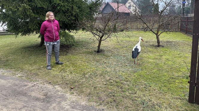 Bocian wrócił na ukochaną wieś. W Krutyni czekali na niego całą zimę