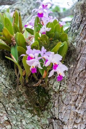 Storczyk Cattleya