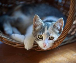 Słodkie imiona dla kotek