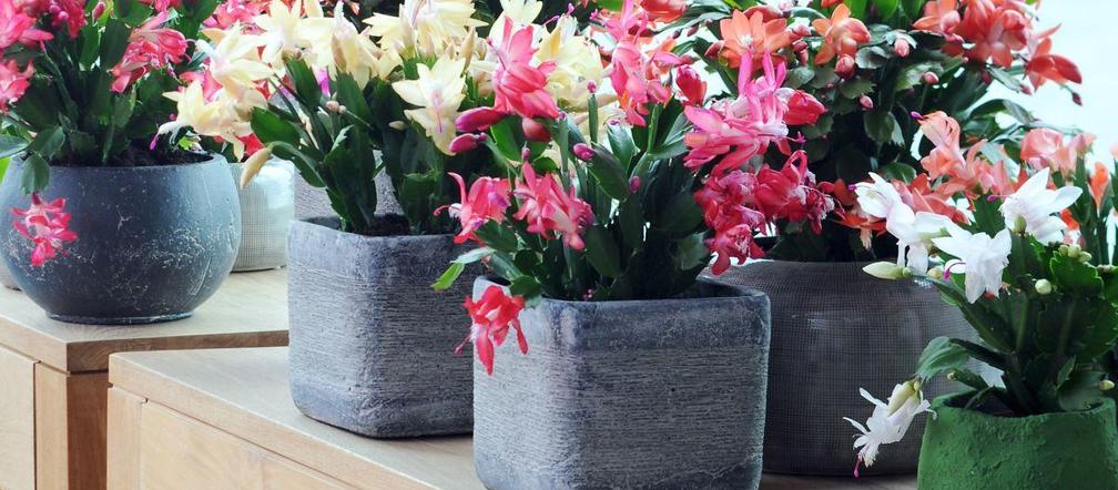 Grudnik, czyli szlumbergera