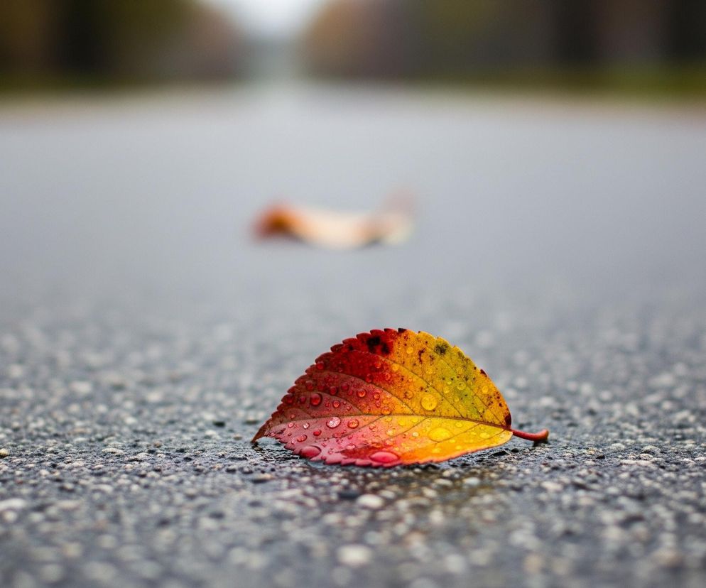 Pojedynczy, jesienny liść leży na mokrej, ciemnoszarej powierzchni, prawdopodobnie asfalcie, pokrytej licznymi kroplami wody. Liść jest wielobarwny, przechodząc od intensywnej czerwieni i pomarańczy po prawej stronie, przez żółć, do zielonkawej barwy po lewej stronie, z widocznymi ciemnymi żyłkami i drobnymi kroplami deszczu na całej powierzchni. Tło obrazu jest rozmyte, ukazując jaśniejszy pas w oddali i ciemniejsze, niewyraźne kształty, które mogą być drzewami, po bokach.