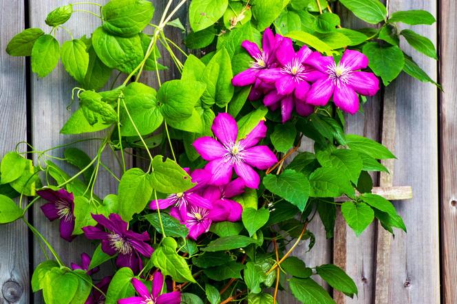 Powojnik (Clematis)