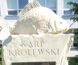 Pomnik Karpia Królewskiego w Świętokrzyskiem! Niezwykła pamiątka stoi w gminie Ruda Maleniecka