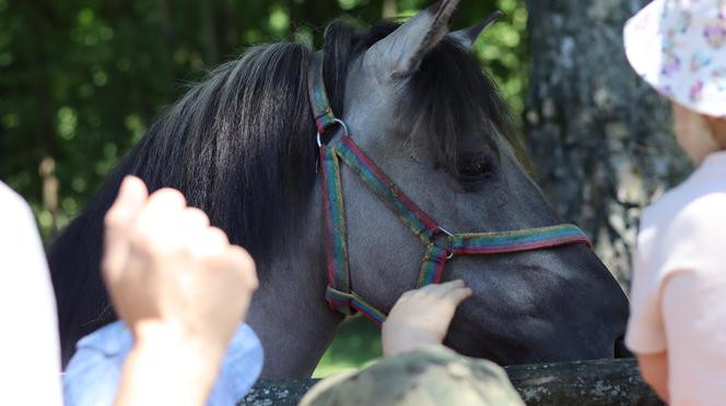 Jarmark koński w lubelskim skansenie przyciągnął tłumy