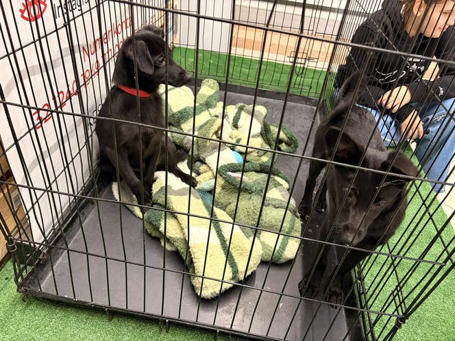 Akcja adopcyjna Fundacji Dobre Ludki w Grudziądzu