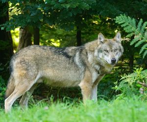 Wilk zaatakował dziecko i zaciągnął je w głąb lasu. Sześcioletni chłopiec został cudem uratowany
