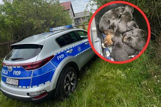 Dziewięć szczeniąt bez opieki na opuszczonej działce. Sprawę potraktowano jak śledztwo