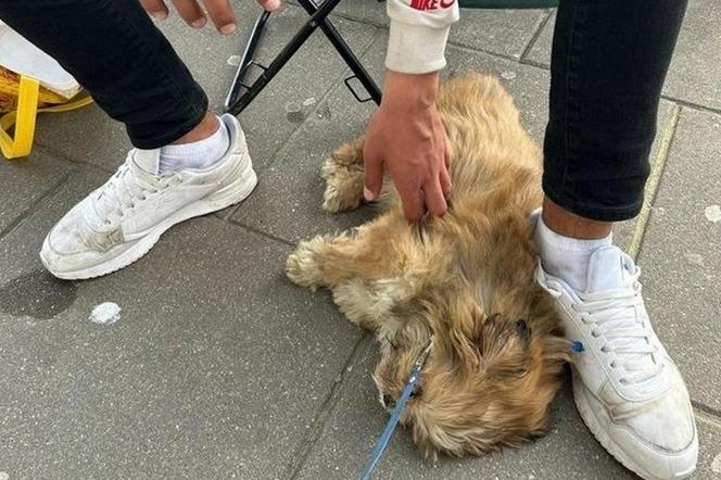 14-latek nafaszerował psa lekami i żebrał w centrum Warszawy. „Maluch dosłownie przelewał się przez ręce”