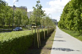 Nowe drzewa w Olsztynie. Do końca przyszłego roku przybędzie ich ponad 2800 [FOTO]
