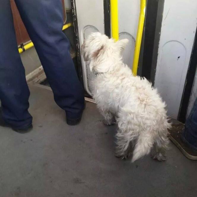 Psy w autobusach ZTM na Śląsku. Tak się je przewozi