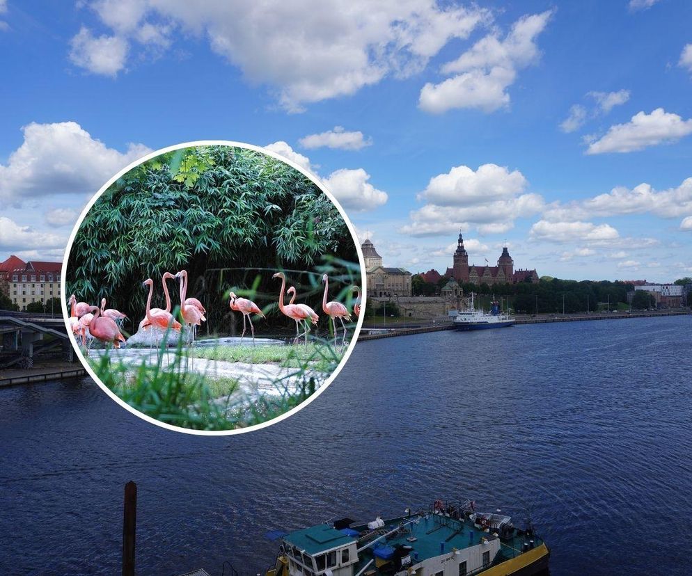 ZOO w Szczecinie. Dlaczego w mieście nie powstał ogród zoologiczny?