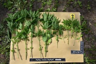 Górowo Iławeckie. Konopie indyjskie zamiast pomidorów. Policja ujawniła nielegalną uprawę [FOTO]